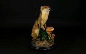 Taxidermy Interest Weasel Amongst Fungus The whole mounted on a circular wooden base, positioned