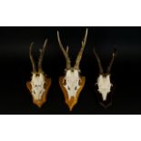 Taxidermy Interest, A Collection of Shield Mounted Deer Skulls. Three in total, of descending