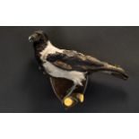 Taxidermy Interest Australian Pied Butcherbird (Cracticus nigrogularis) Shield Mount Antique