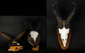 A Collection Of Wall Mounted Horned Animal Skulls Three examples, each on wood shield mounts.