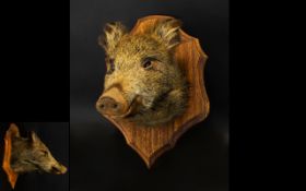 Taxidermy Interest Wild Boar Shoulder Shield Mount Antique wooden shield mount with female wild boar