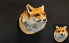 Taxidermy Interest A Red Fox (Vulpes vulpes) Head Wall mounted on circular log slice with brass hook