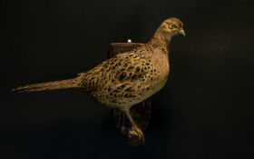 Taxidermy Interest Red Grouse Hen (Lagopus lagopus) A vintage example, in good condition, slightly