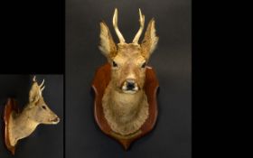Taxidermy Interest Roe Deer Shield Mount A wall mounted roe deer head, antlers intact and in good