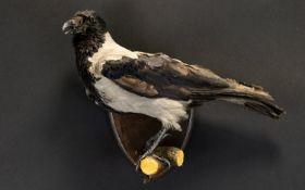 Taxidermy Interest Australian Pied Butcherbird (Cracticus nigrogularis) Shield Mount Antique