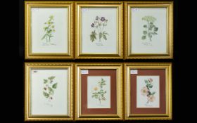 Collection Of Six Framed Botanical Prints. All Gilt Framed And Glazed. Prints 7½x 5½ Inches.