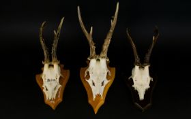 Taxidermy Interest, A Collection of Shield Mounted Deer Skulls. Three in total, of descending size.