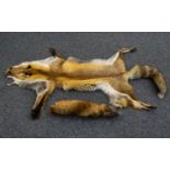 A Red Fox Pelt Full pelt in good condition, tail intact.