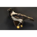 Taxidermy Interest Australian Pied Butch