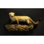 Taxidermy Interest Long Tailed Weasel A