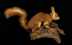 Taxidermy Interest Eurasian Red Squirrel (Sciurus vulgaris) A good example, in animated posture,