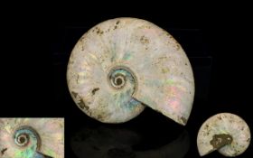 A Mother Of Pearl Ammonite - Cretaceous, Madagascar A good example,