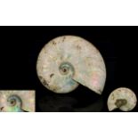 A Mother Of Pearl Ammonite - Cretaceous, Madagascar A good example,