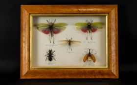 Natural History Interest Box Framed And Mounted African Insects To include two African Rainbow