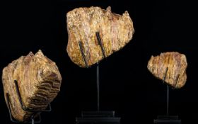 A Large Woolly Mammoth Tooth From The Devensian Period, 110,000-12,000 years BP.