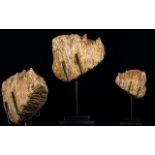 A Large Woolly Mammoth Tooth From The Devensian Period, 110,000-12,000 years BP.