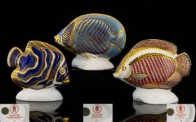 Royal Crown Derby Hand Painted Tropical Fish Paperweight Figures ( 3 ) In Total.