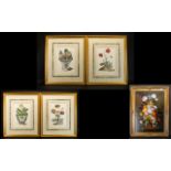 A Collection of Four Botanical Prints each framed and mounted under glass, To include Primulas,