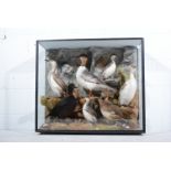 Taxidermy: A Victorian Taxidermist's arrangement of Sea Birds, in a glazed cabinet, width 81cm,