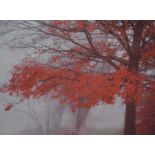 Maple tree in Autumn, Giclee photographic reproduction on canvas, 85 x 115cm.