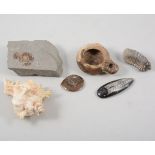 An assorted quantity of fossils, quartz type stones and a Roman clay lamp.