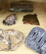 A collection of petrified wood and Jurassic limestone and a large polished fossil group of Orthoceas