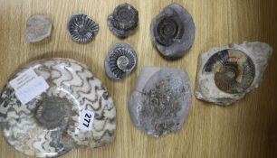 An Eparitites ammonite together with collection of seven other fossilised ammonites