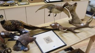 A taxidermic jay, a six point stag antler and a taxidermic pheasant height 22cm