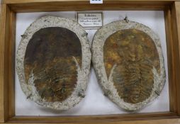 A fossilised trilobite framed in two parts H.32cm, W.45cm