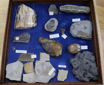 A cabinet of fossilised plants, invertebrates and vertebrates, a shark tooth and a Stone Age flint