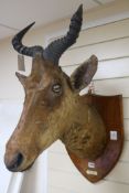 A Hartebeest taxidermic shoulder mount, on wooden shield bearing ivorine plaque, 'Kamiti Plains,