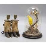 A pair of deer hoof candlesticks and a taxidermic canary, candlesticks 17cm
