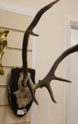 A mounted pair of antlers, W.46cm