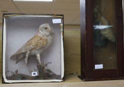 A cased taxidermy red squirrel and a similar barn owl, overall height 72cm and 41 x 36cm