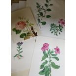 A folio of 19th century watercolours; botanical studies some inscribed Largest 36 x 28cm.