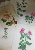 A folio of 19th century watercolours; botanical studies some inscribed Largest 36 x 28cm.