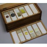 A boxed collection of microscope slides - plant specimens