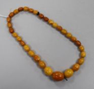 A single strand graduated oval amber bead necklace, gross weight 10.5 grams, 28cm.