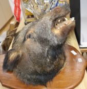 A French taxidermic boar's head trophy