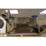 A French taxidermic fox