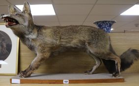 A French taxidermic fox