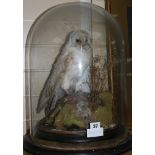 A Victorian taxidermic model Barn Owl, under a glass dome, overall 47cm