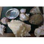 A collection of nine assorted seashells, largest 28cm