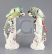 A rare pair of Naples Real Fabbrica porcelain figures of parrots on fruiting branches, early 19th