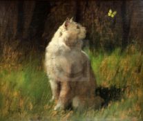 Artur Heyer (1872-1931)oil on boardWhite cat watching a butterflysigned21 x 25.5in.