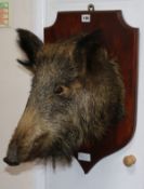 A taxidermic wild boar's head
