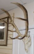 A red deer skull with antlers