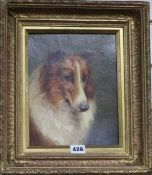 V. Brownlowe, oil on canvas board, portrait of a collie, signed, 24 x 19cmFrom the estate of the