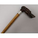 A walking stick with carved burr walnut handle in shape of a greyhound's head length 80cm