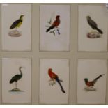 A set of 24 watercolour and featherwork small pictures of exotic birds, mounted in four frames (